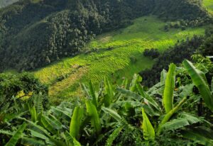 banana trial organic fertilizer